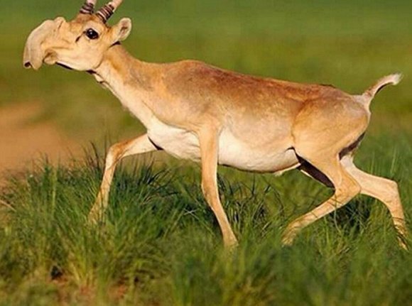 2.赛加羚羊(saiga antelope)