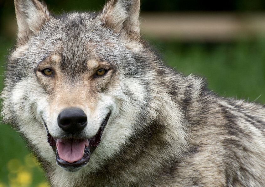 都说狼来了狼来了究竟互联网保险这匹狼有多凶狠