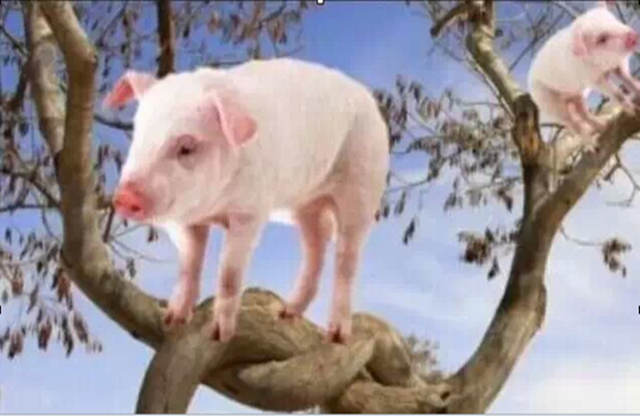 猪爬树的搞笑图片图片