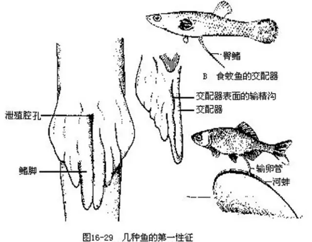 当人和美人鱼相爱,该怎么xxoo?