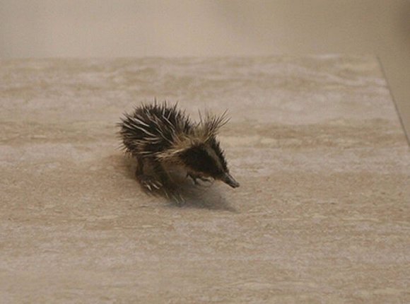 4.斑紋馬島蝟(streaked tenrec)